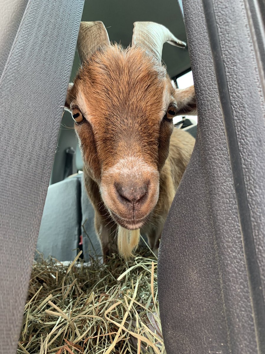 HockhocksonFarm's tweet photo. Grover arrives home from a successful veterinary visit at New Bolton. His echocardiogram shows no deterioration! Our boy is doing great!

#Hockhocksonfarm #TheDailySqueal #GrowKindness #checkup #healthyheart #goat #wednesdaymorning https://t.co/BUSK8DRtqo