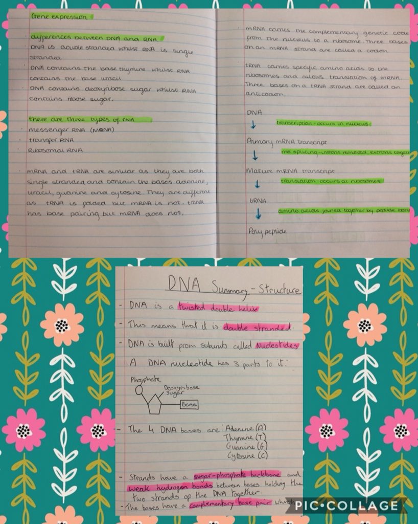 BiologyBraes's tweet photo. ๐๐โจ Some more beautiful & detailed study notes from our lovely higher classes ๐ Hereโs stunning notes from Stacy, Skye, Olivia, Erin, Eve, Shannon and Joe. Weโre loving the pride they are taking in their notes ๐ #rrsa #article29 #lovelearning #braescreativity #higherbio https://t.co/KZoXUIouOX