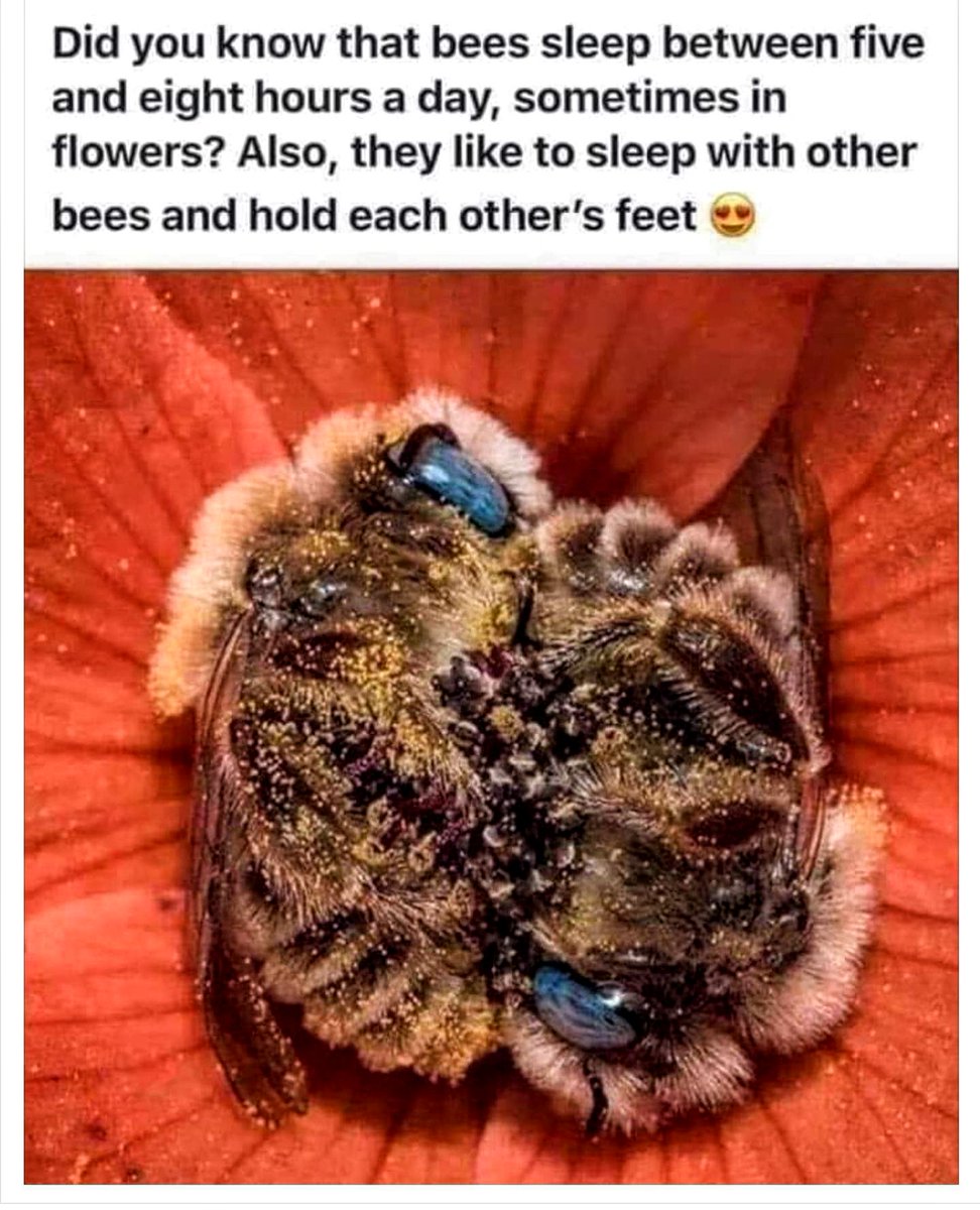 Deborables1's tweet photo. #HiveAlive #HiveAsleep #HiveMind #BeeKind #WWG1WGA https://t.co/s0PeuFvbTa