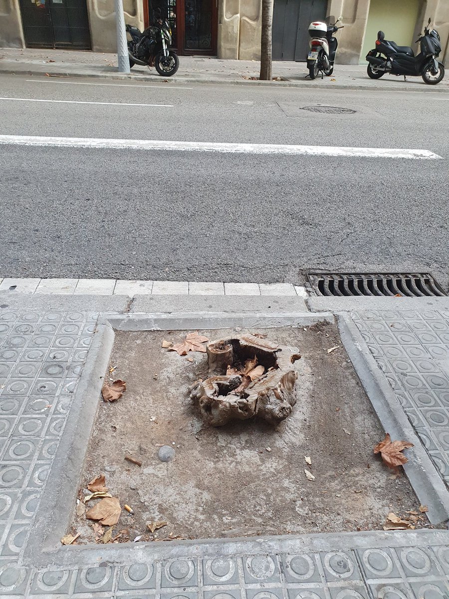 escocell1's tweet photo. Benvolgut @bcn_ajuntament i @BCN_MediAmbient davant de l'edifici situat al carrer de Mallorca, 187  hi ha un  escocell sense cap arbre. #1escocell1arbre https://t.co/CCXcwcMjWr