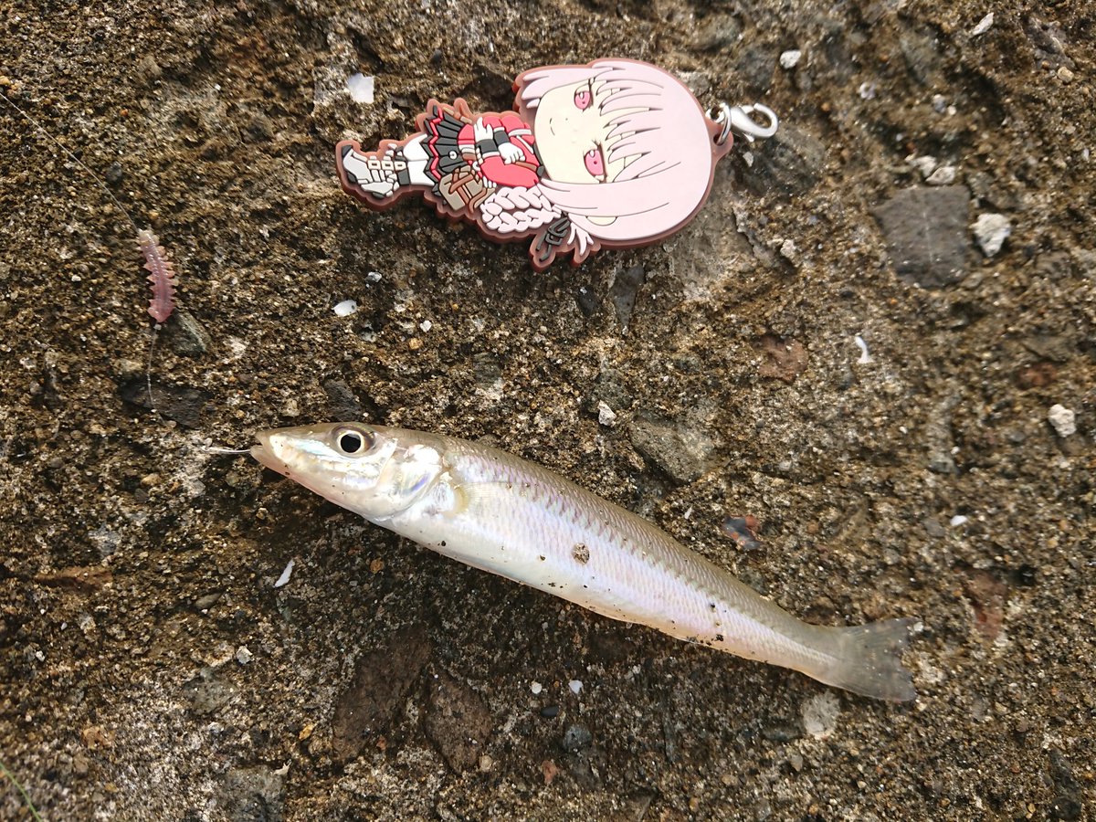 ぴーなっつ キス釣りはガチ遠投しなけりゃ ルアー竿でも十分釣れますよ 夏場はかなり浅い所まで入ってくるので W 今年はメバル竿で遊ぶぞーと色々準備してたんですが 1回しか行けてない W