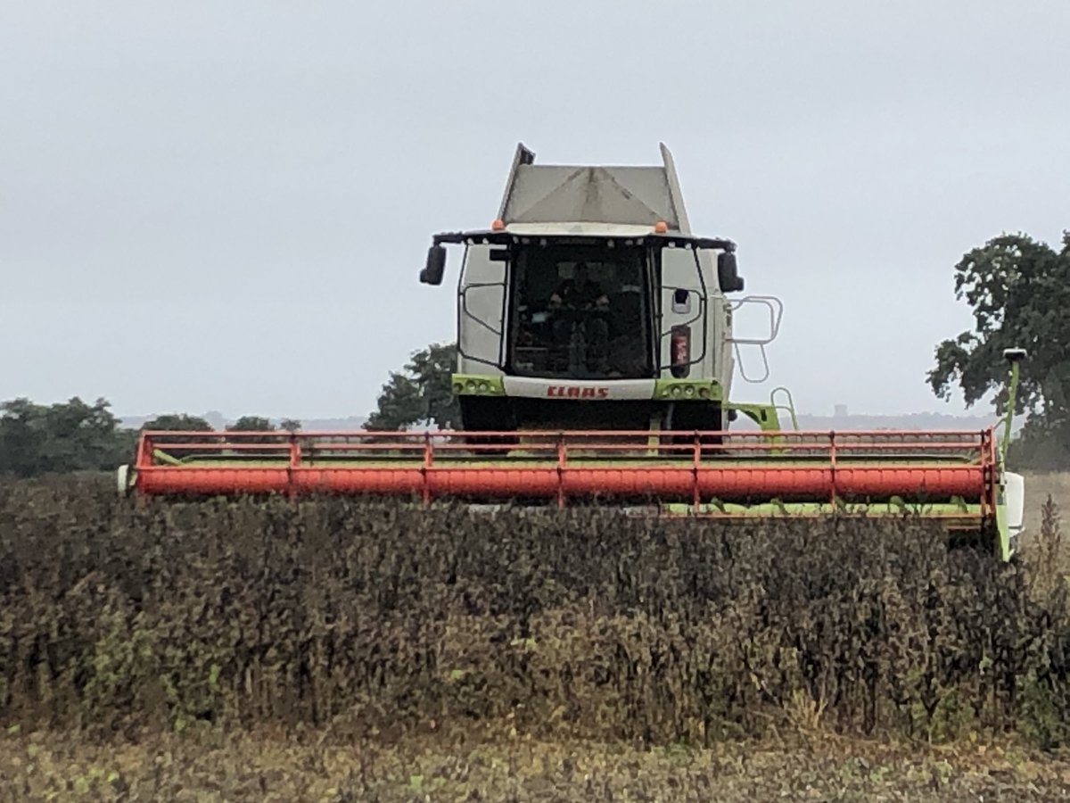 NickMar47827145's tweet photo. Last field of spring beans being cut today. That finishes # cereal harvest 2020 on all our contract farms. Big effort from all involved at AFL https://t.co/jMEsrKFpNn
