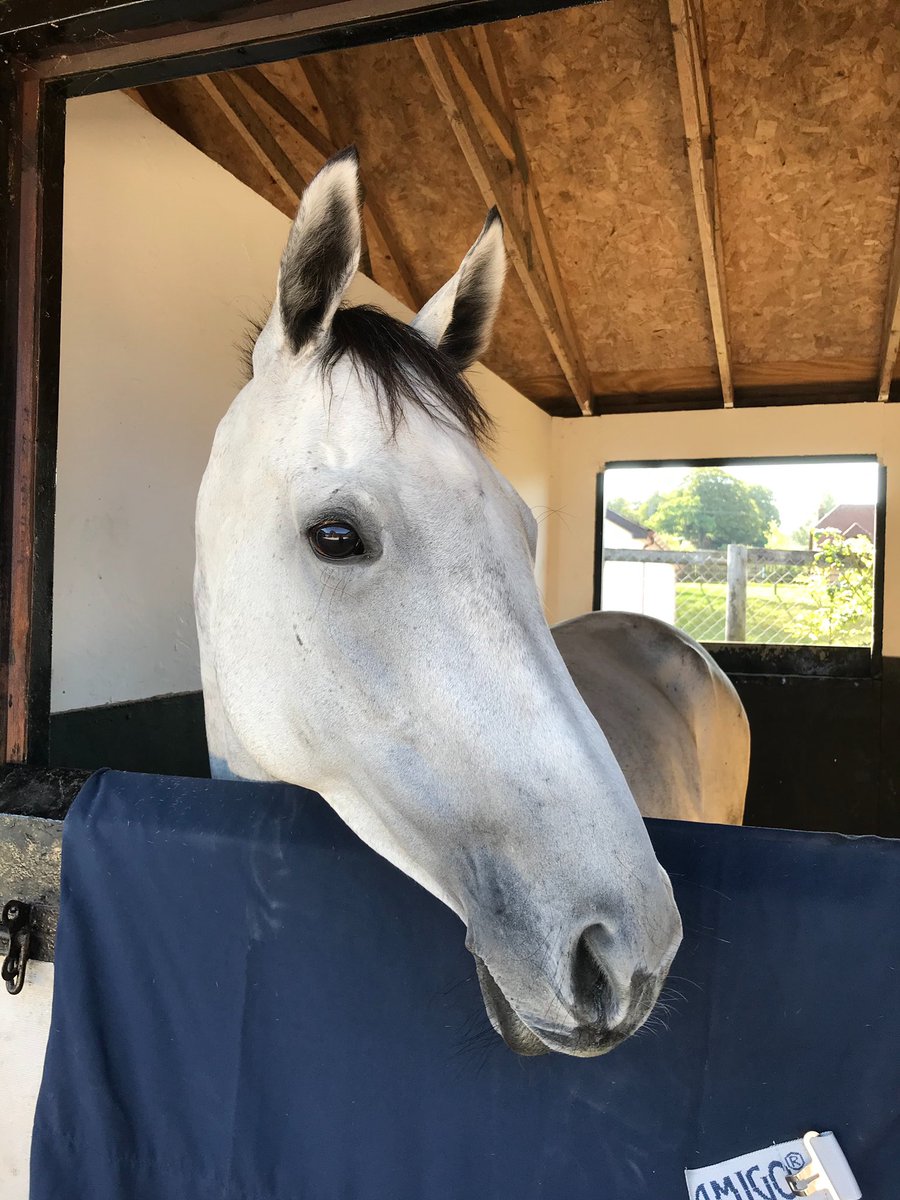 Broadwellstud's tweet photo. Double aspect view for our little star ๐Early Morning Rain aka Rosie ๐#keepingthedream #lovethefillies #winningmare @jamiesnowden @TeamHeartRacing https://t.co/WckTQY1O5f