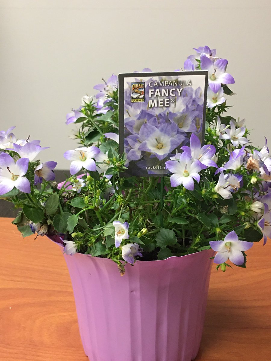 AVIDizedNMS's tweet image. Look at Fancy Mee! Thanks Sheldon STEM Academy, looking forward to a fascinating and STEMulating year! @BeckyZalesnik @mrandmrsallen @mssamyka @StallionSTEM @SuperStallions