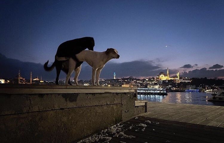 bytepets's tweet photo. https://t.co/I8Zo847uwh