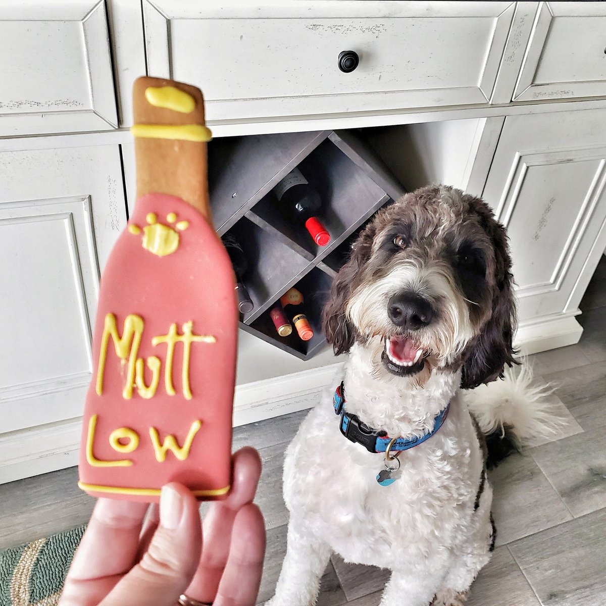 It's winesday after all! Who's ready to join me? 🍷#yappyhour #dogsoftwitter