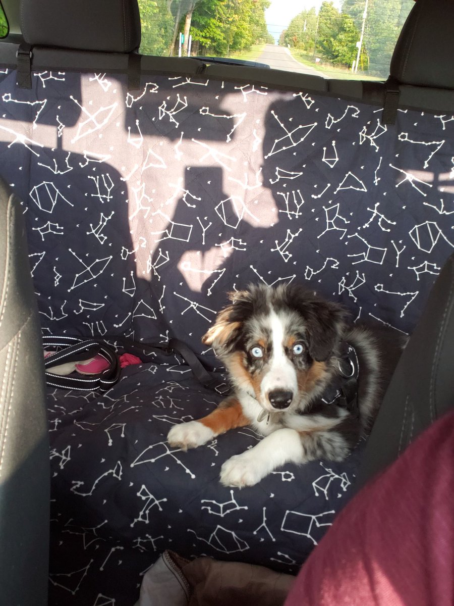 Jesea's tweet photo. This kid 😍 so thankful for our Molly Mutt seat cover in Rocket Man because he is like a walking Pig Pen! #dogsoftwitter #miniaussie #puppylife https://t.co/NrFaLpeqn5