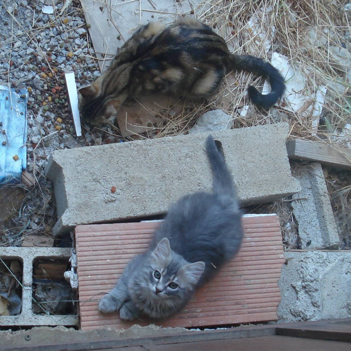 Devinez ce qui s'est passé quelques mois après... OUI, cette "biiiip" de minette m'a refait le coup, une troisième fois. Comme par hasard pile poil un an après le premier. J'ai appelé le gris angora Silver et les jumeaux Bucky et Black Jack. Ils se sont sociabilisés très vite.