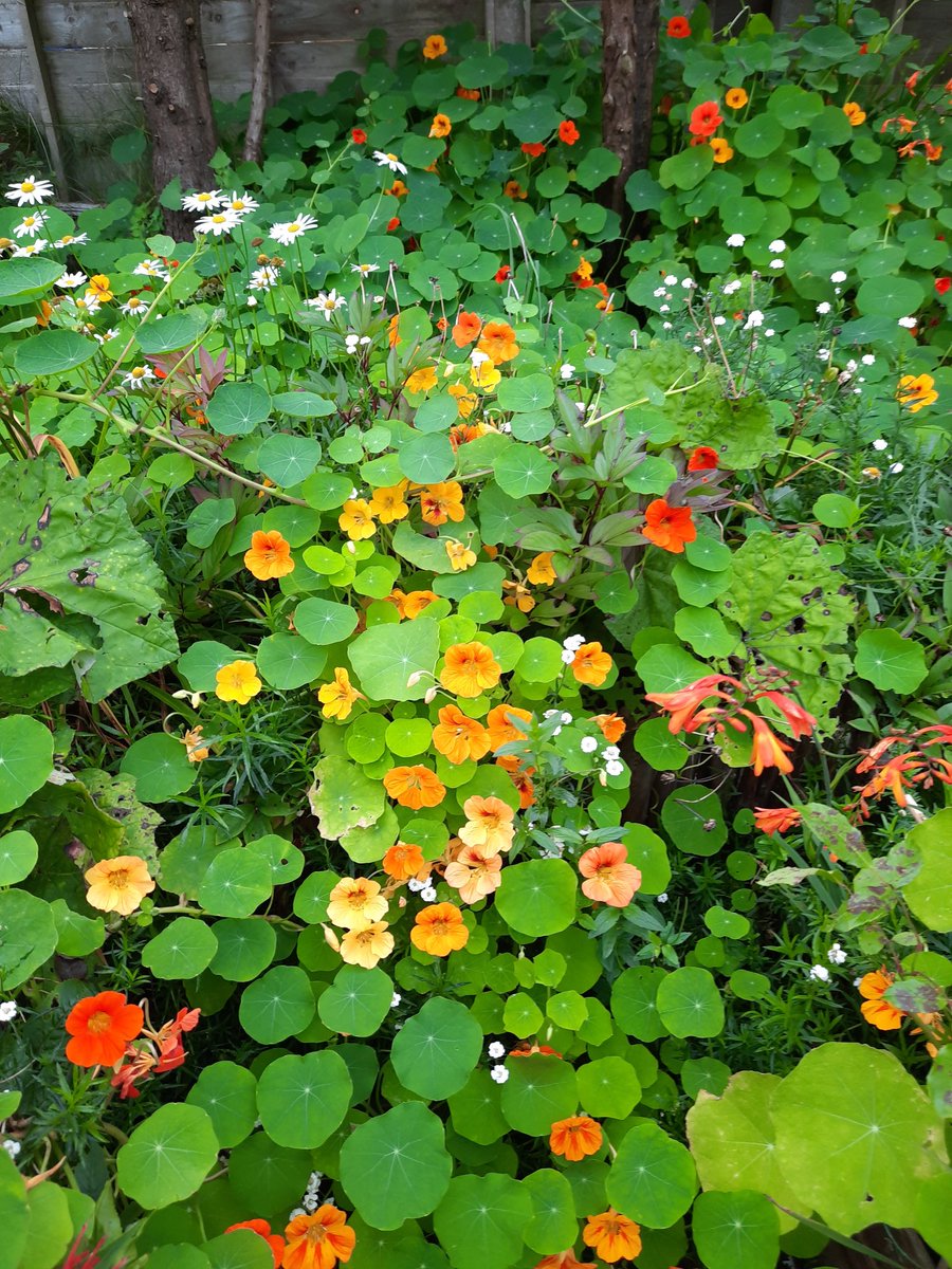 thegreen_room_'s tweet photo. Evening all, this is what happens when I forget to cull the nasturtium seedlings in spring!! Ooops! ๐ธ๐ฑ๐ฌ https://t.co/HYX41vGXM9