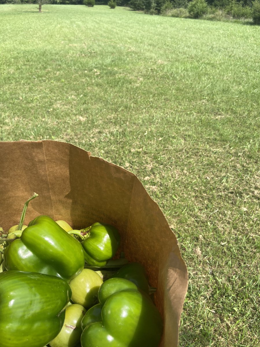 Mrs. McGrady tweet media