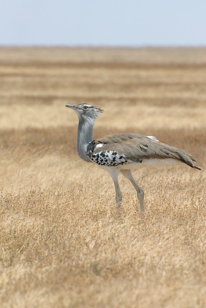 And we are back!. Have you ever met the Kori Bustard (Ardeotis kori) on safari?
Photo by Oliver Dodd via Tumblr 
#Tanzania #wildlife #koribustard #TanzaniaUnforgettable