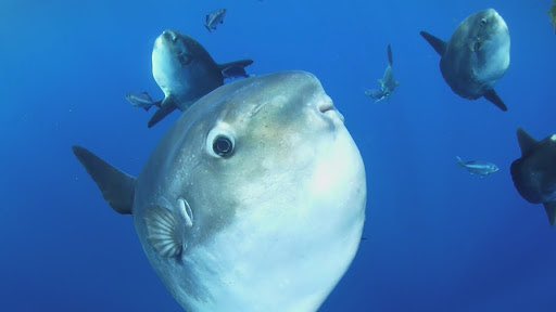 daily ocean sunfish on X: What are YOU looking at👀 sorry for