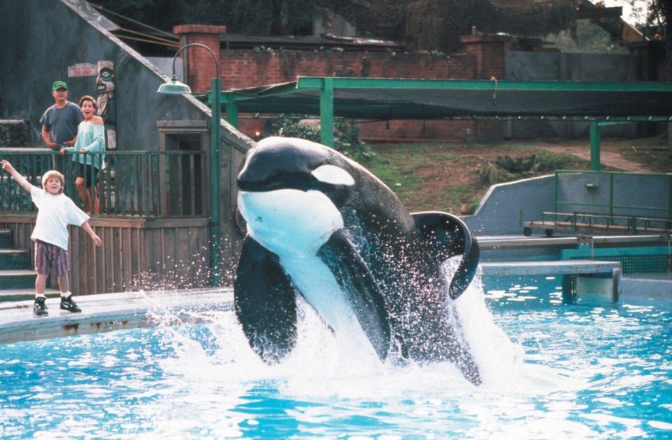 shamu1964's tweet image. It’s Mexico’s Independence Day! 🥳🇲🇽❤️And for that here’s Keiko In his home, Reino Aventura, which is now Six Flags Mexico!! Located in Mexico City 🇲🇽 This was during the filming of Free Willy!