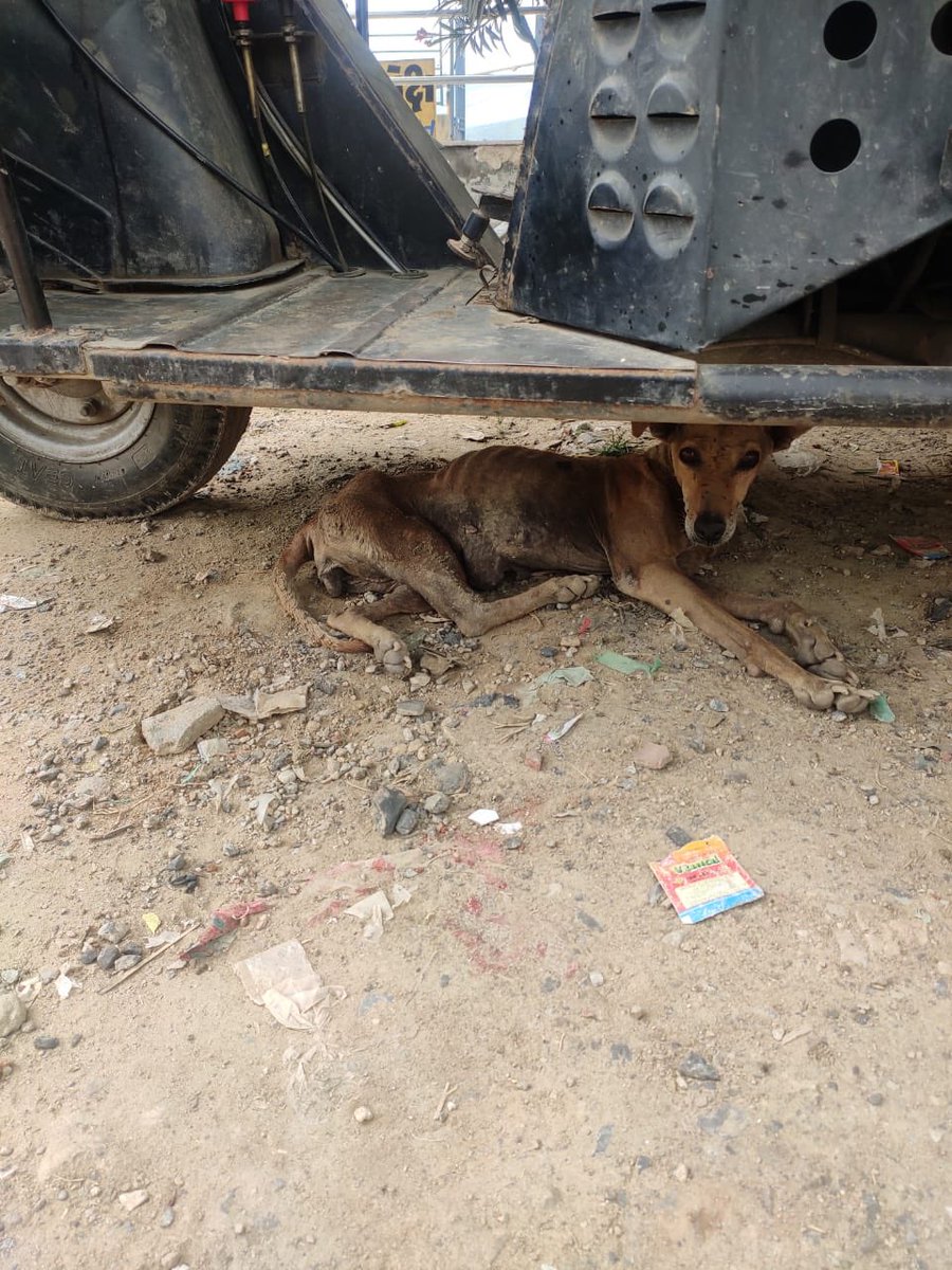 This buddy was suffering from a tumour in the stomach, and a broken leg. He was found at Telav village 35 km away from ahmedabad, PFA team ahmedabad reached, rescued and admitted him at Zundal shelter for treatment.