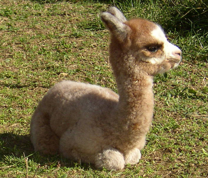 Someone just told this alpaca that it's only Wednesday