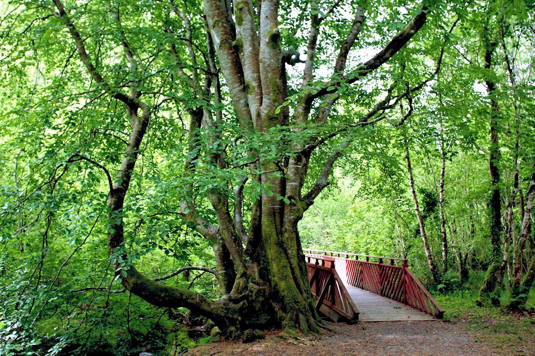 Duntally Wood National Nature Reserve is a woodland site of oak, ash & hazel. It was a coppiced Wood & a great site to see woodland plants, birds & even wild deer. Go botanise!