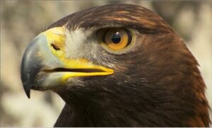 Glenveagh National Park is one of the most important in NW Europe. It has mountains, lakes, peatland, grassland & woodland. It’s largest mammal is the native Irish Red Deer. Another magnificent inhabitant is the Golden Eagle. The castle was where Garbo could be alone!