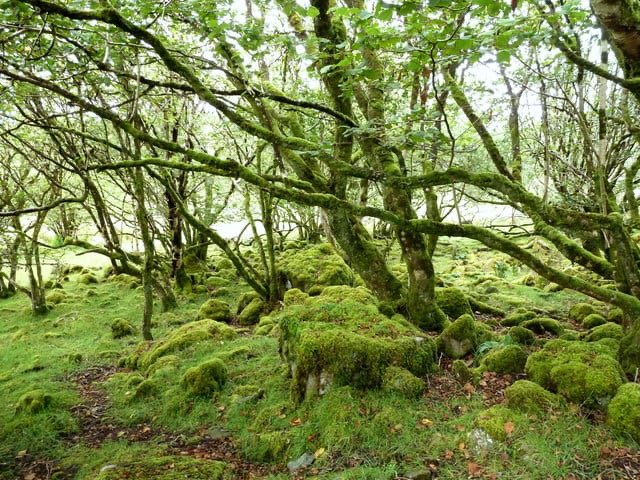 Ardnamona Wood Nature Reserve is part of the Glenveagh complex of nature conservation. It is an important area of native oak woodland that contains some rare species. The site has a visitor path & the exceptionally rare Killarney fern.