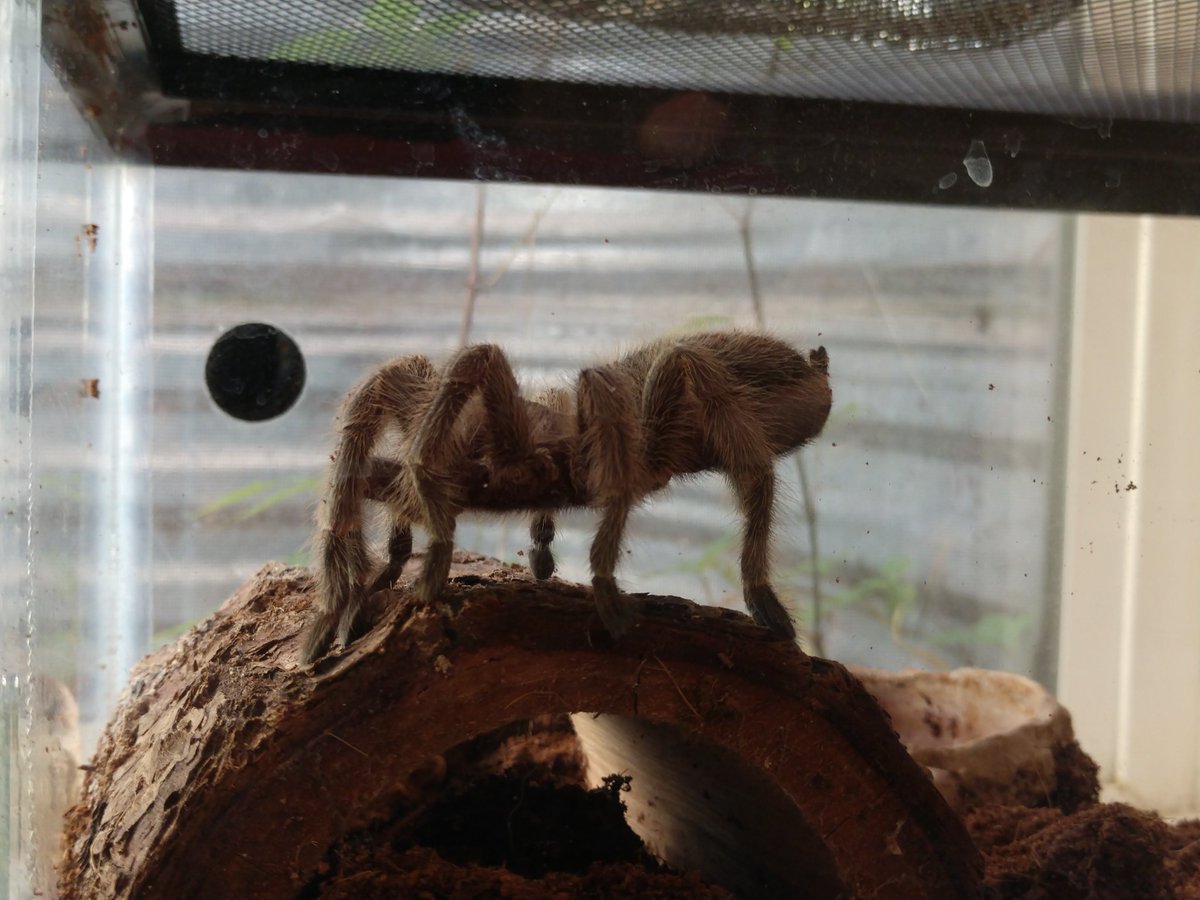 Maiden_Chynna_'s tweet photo. Gohma my tarantula is being a weirdo and standing on her toes.
#spider #gohma #tarantula #chileanrosehair https://t.co/3SdyqUMXMZ