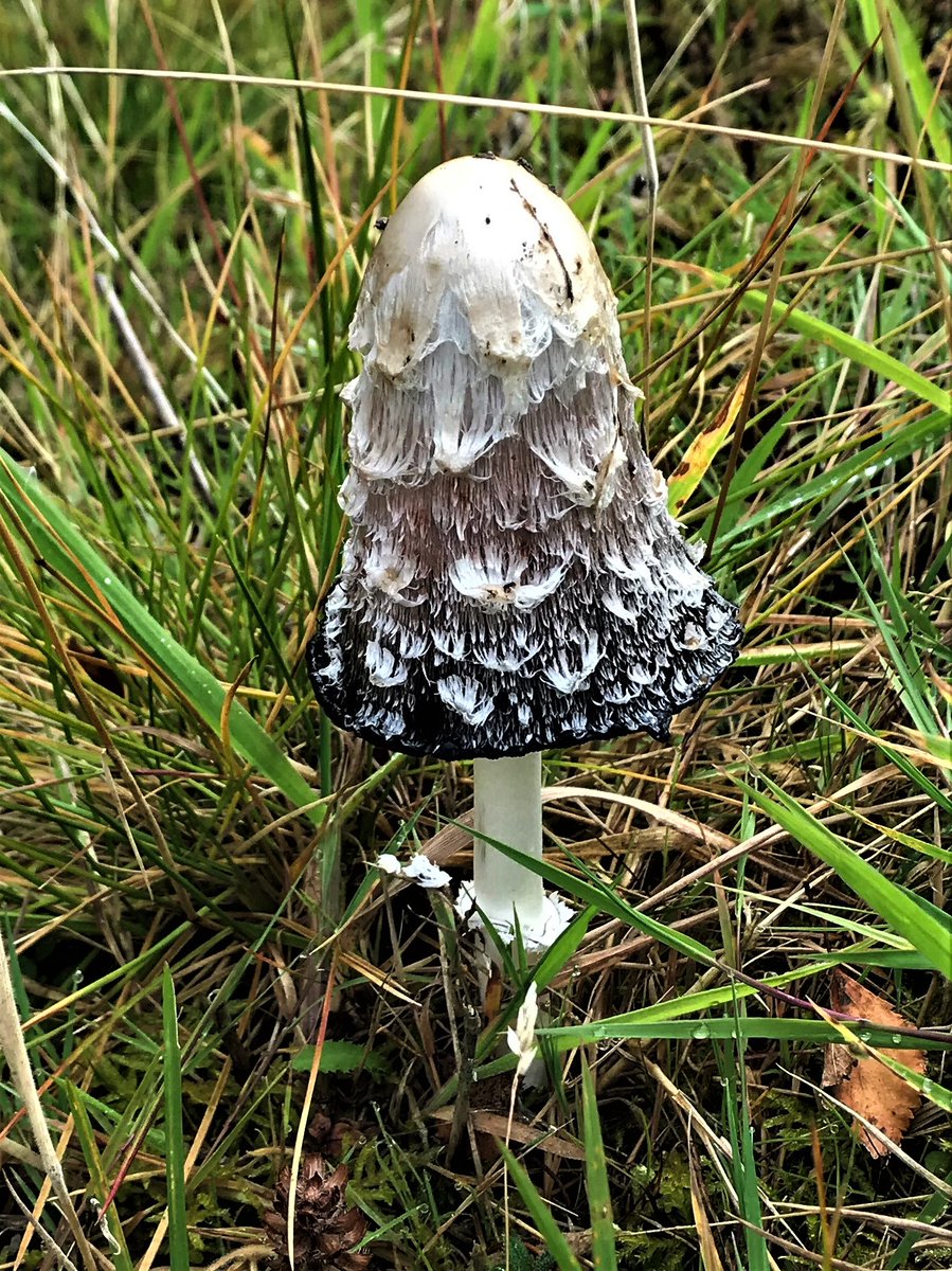 IreneSandraD's tweet photo. #SeptemberOctober #toadstoolsmonths #autumnsigns A pretty #toadstool, don't know the name but have been told if taken with alcohol, that would be your last drink but O.K. with other food. True?...... https://t.co/G5O5RExrNL