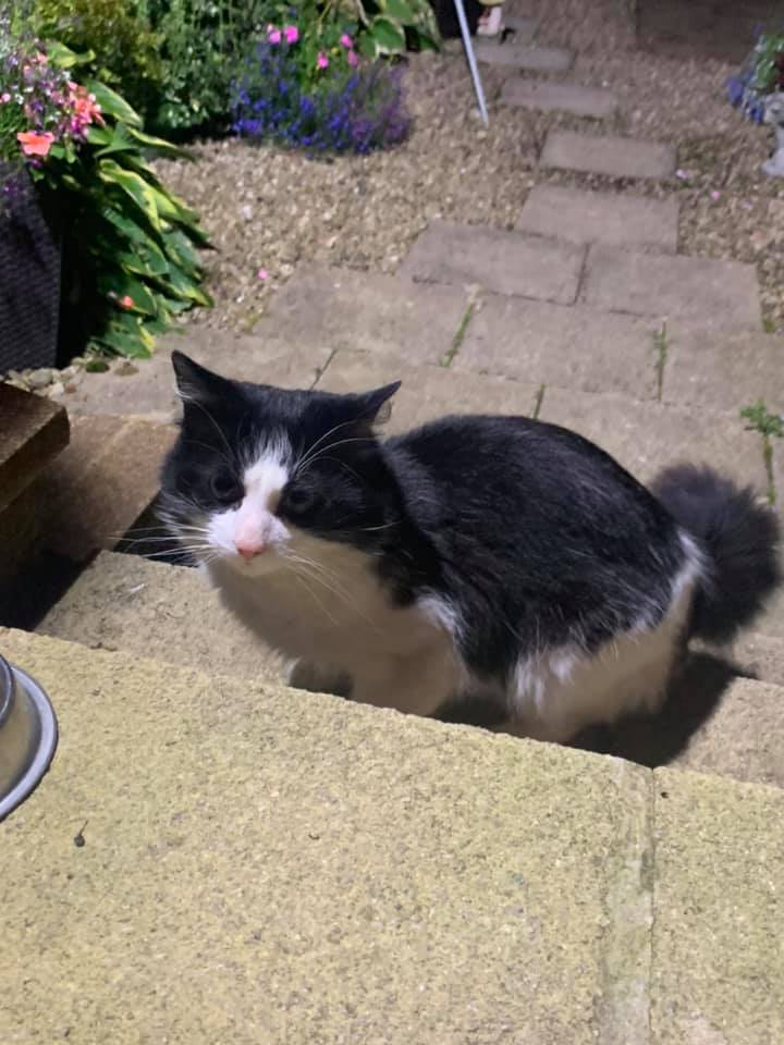 The_Animal_Team's tweet photo. Anyone #missing a cat #Coltness #Wishaw #NorthLanarkshire #Scotland? https://t.co/HpXPT1gei1 #CatsOfTwitter #cats #foundcats https://t.co/PKwZivdJNn