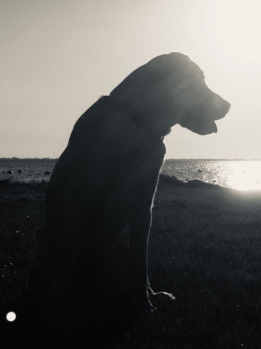 Niels Verheul (@n_verheul) on Twitter photo 