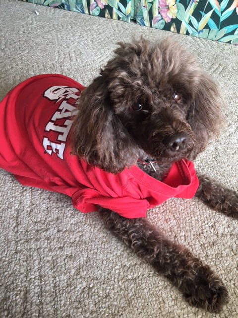11Renfrow's tweet image. Sasquatch already has his game day outfit ready for Saturday!!! #gopack #GivingPack @NCStateAASAP