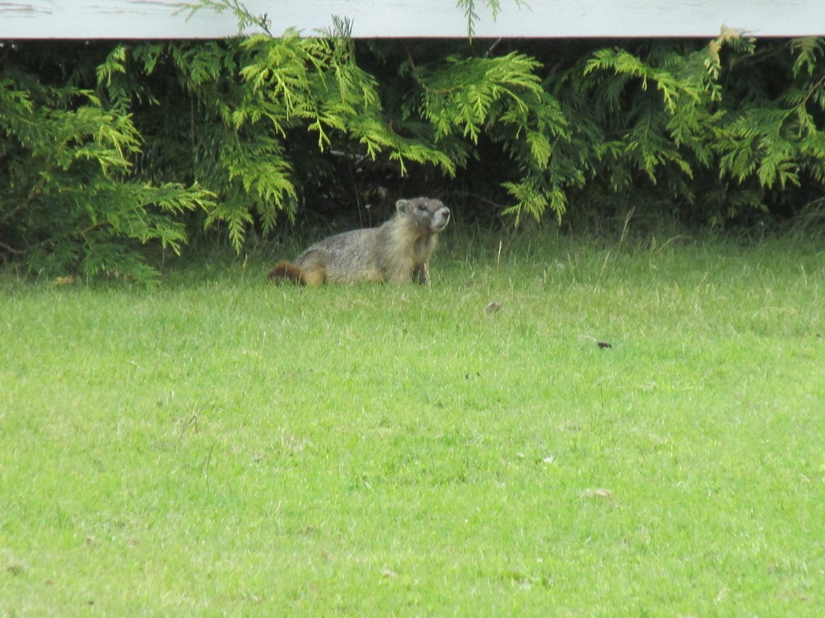 A marmot in my friends yard in Penticton!