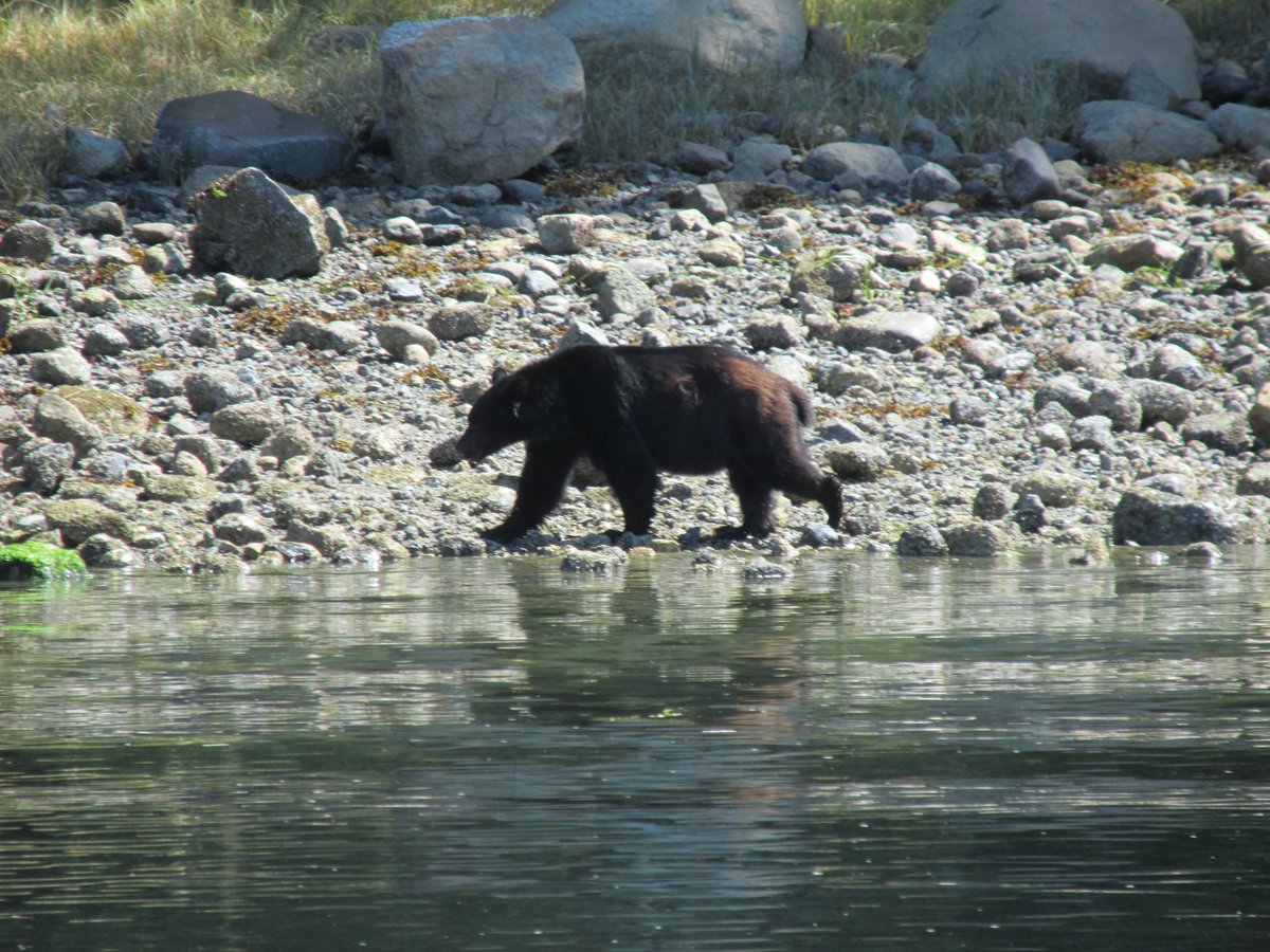 Oh yeah and I also went bear watching! How could I forget this crucial fact!