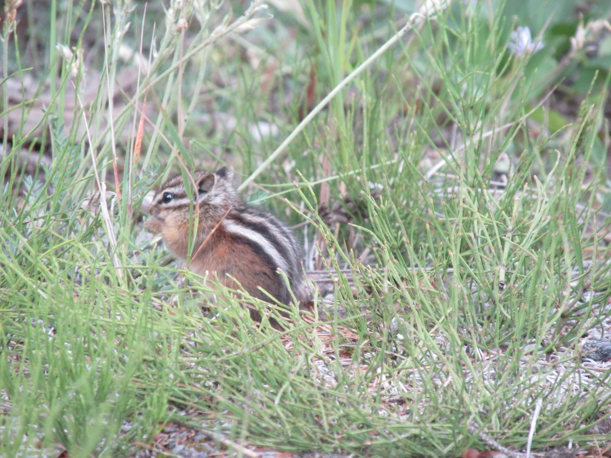 I visited the rockies for the first time ever! This was a lifelong dream of mine so I was super stoked and also ofc more than excited to see all the wildlife! I saw bighorn, coyotes and lots of chipmunks!