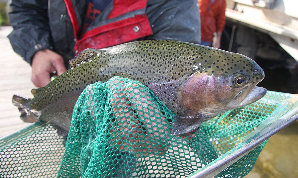 dupageforest's tweet image. We're sorry to report that this year’s fall trout season has been canceled at our three rainbow trout lakes due to COVID-19. Your safety always comes first, and there's no way to ensure adequate social distancing during this very popular event.
bit.ly/2RzD2kp