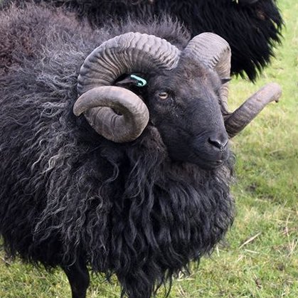 DR. GOODSIR as a HEBRIDEAN SHEEP