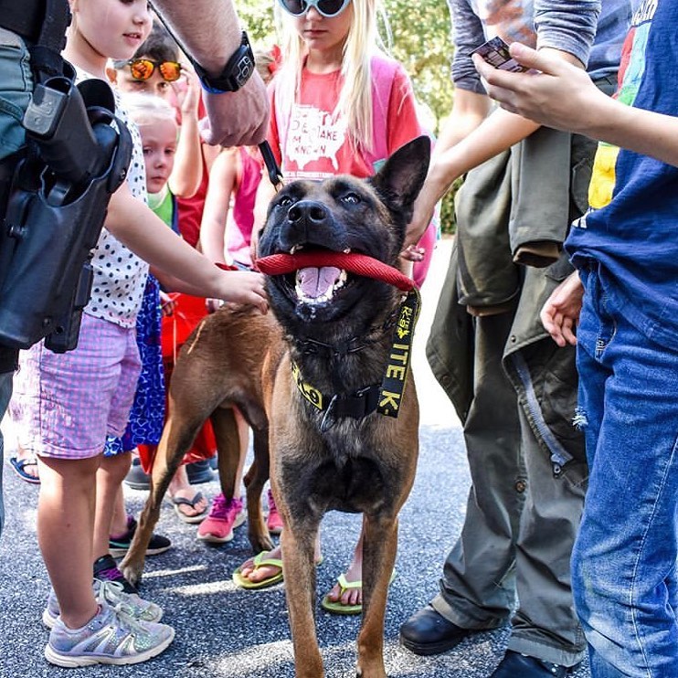 EliteK9's tweet image. Repost @wcsofl

King of pets. 👑 🐕 🐾

#k9jester #wcsok9 #k9 #belgianmalinois  #wcsok9jester #k9unit #workingk9 #workingdog #sheriffk9 #policedog #policek9 #waltoncountyfl #defuniaksprings #lesm #leo #thinblueline #k9belgianmalinois