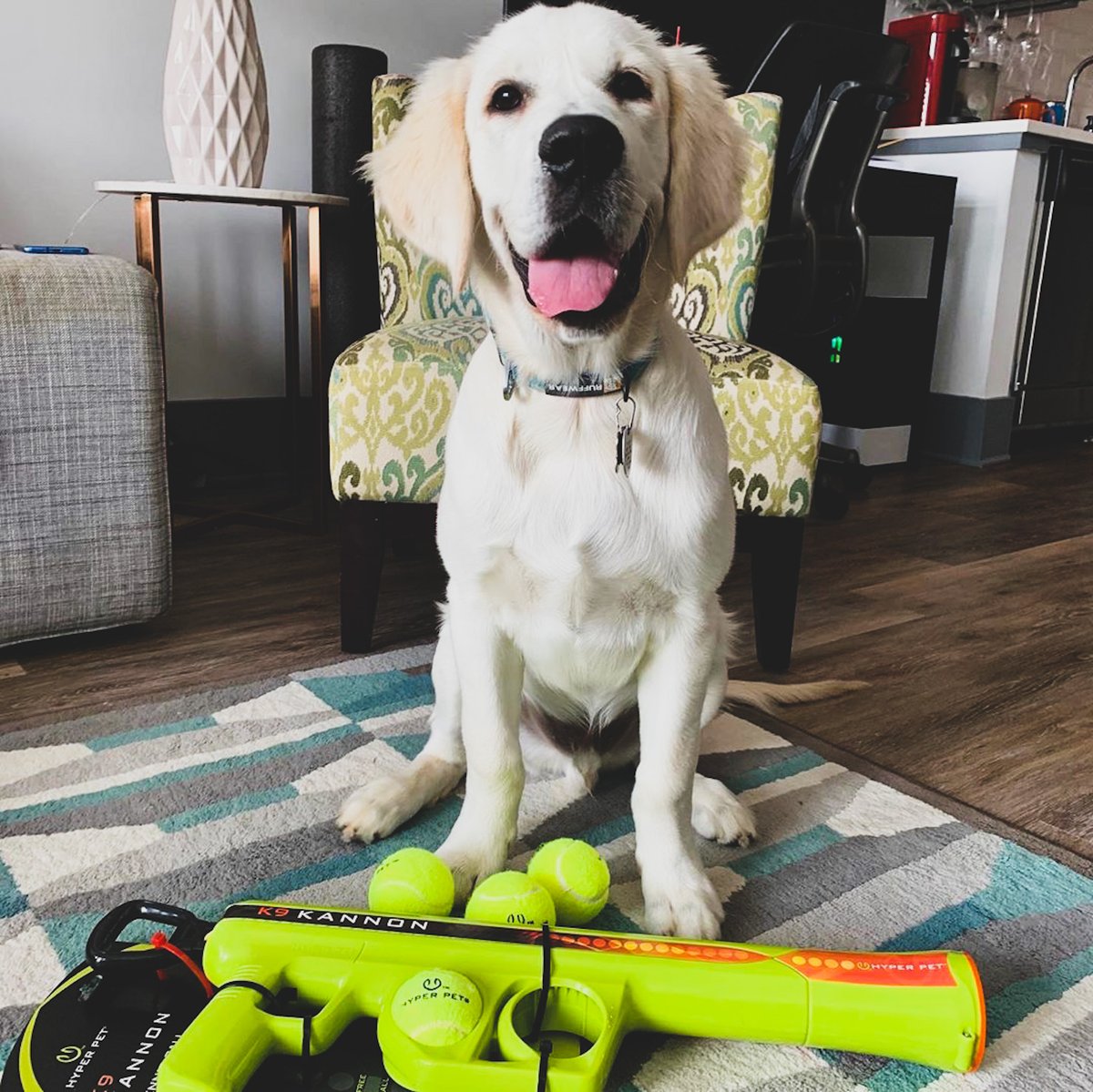 HyperPetToys's tweet photo. When your dog #cantstopwontstop asking you to throw the ball...
๐ธ: IG @thetailofteddy
#letsplayfetch #goldenretriever #dogballs #stayactive #pets #K9Kannon #tennisballlauncer https://t.co/I4trqdAkly