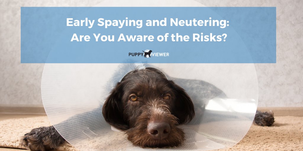 PuppyViewer's tweet photo. While there are doubtless health and behavioural benefits to #spaying and #neutering, there can be several increased health risks for your #puppy when sterilization is done too early. Get the facts 👉🏼 https://t.co/w5n26HGmDP https://t.co/4M4SSNA9cu