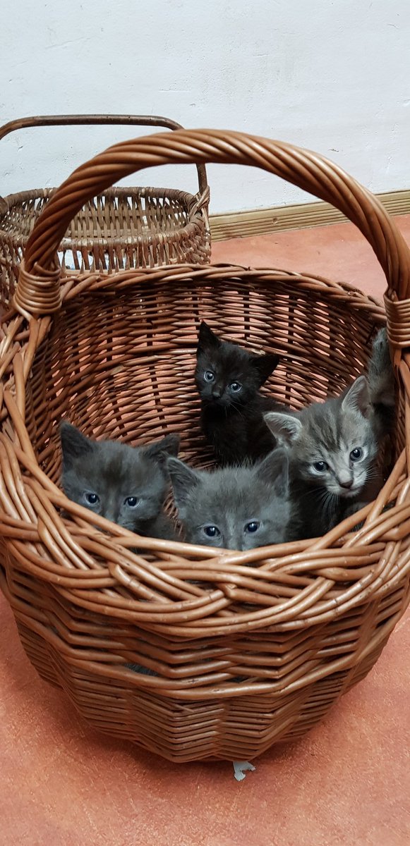 Le gars qui s'en est occupé m'a envoyé quelques photos. Puis il m'a appris qu'ils avaient amené un chaton abandonné de quelques jours à Moumoune pour voir si elle l'allaiterait. Il parait qu'elle l'a attiré vers elle de suite. C'est la petite tricolore.