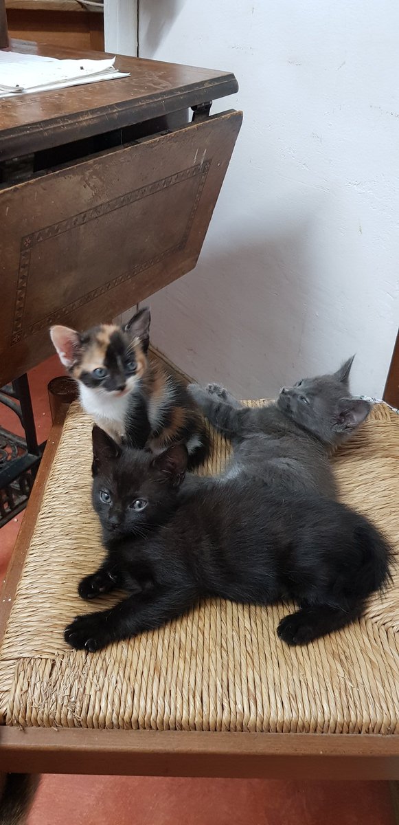 Le gars qui s'en est occupé m'a envoyé quelques photos. Puis il m'a appris qu'ils avaient amené un chaton abandonné de quelques jours à Moumoune pour voir si elle l'allaiterait. Il parait qu'elle l'a attiré vers elle de suite. C'est la petite tricolore.