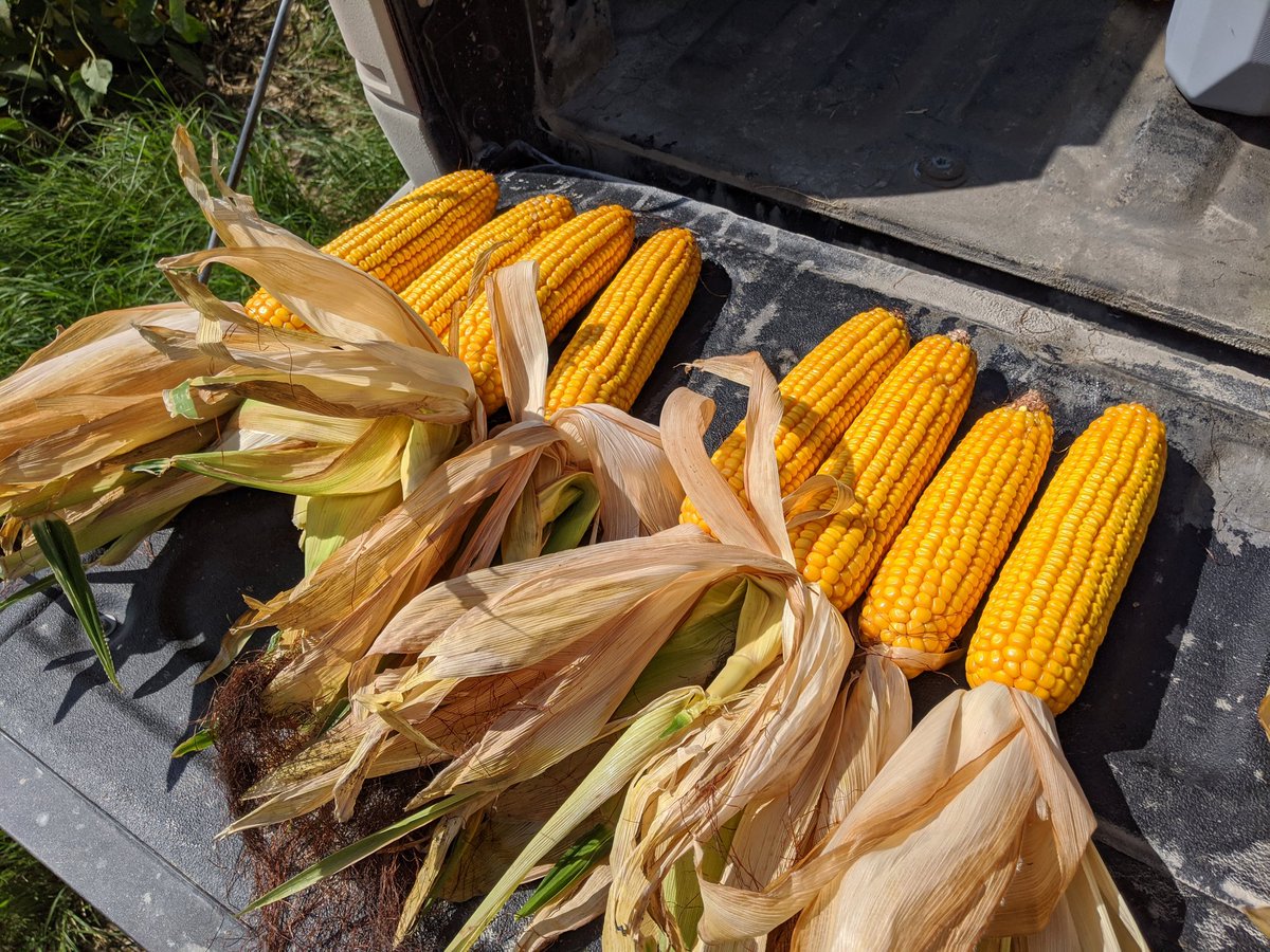 Thanks to everyone that came to out plot tours the last two days.  Hoping to have some big yields to share in the coming weeks.  Inside vs outside rows in 15 inch corn.  71k final stand