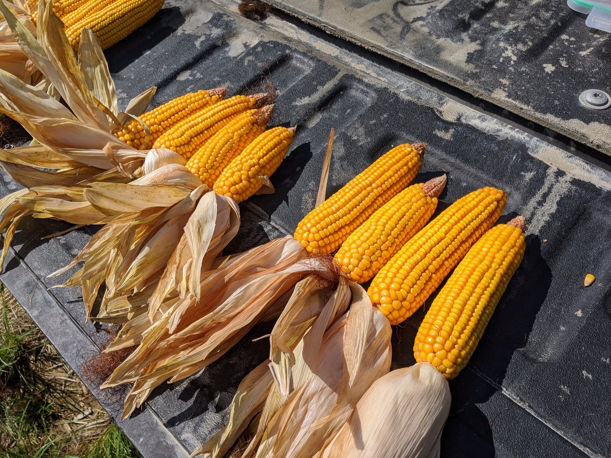 Inside vs outside rows 30 inch corn at 73k final stand.