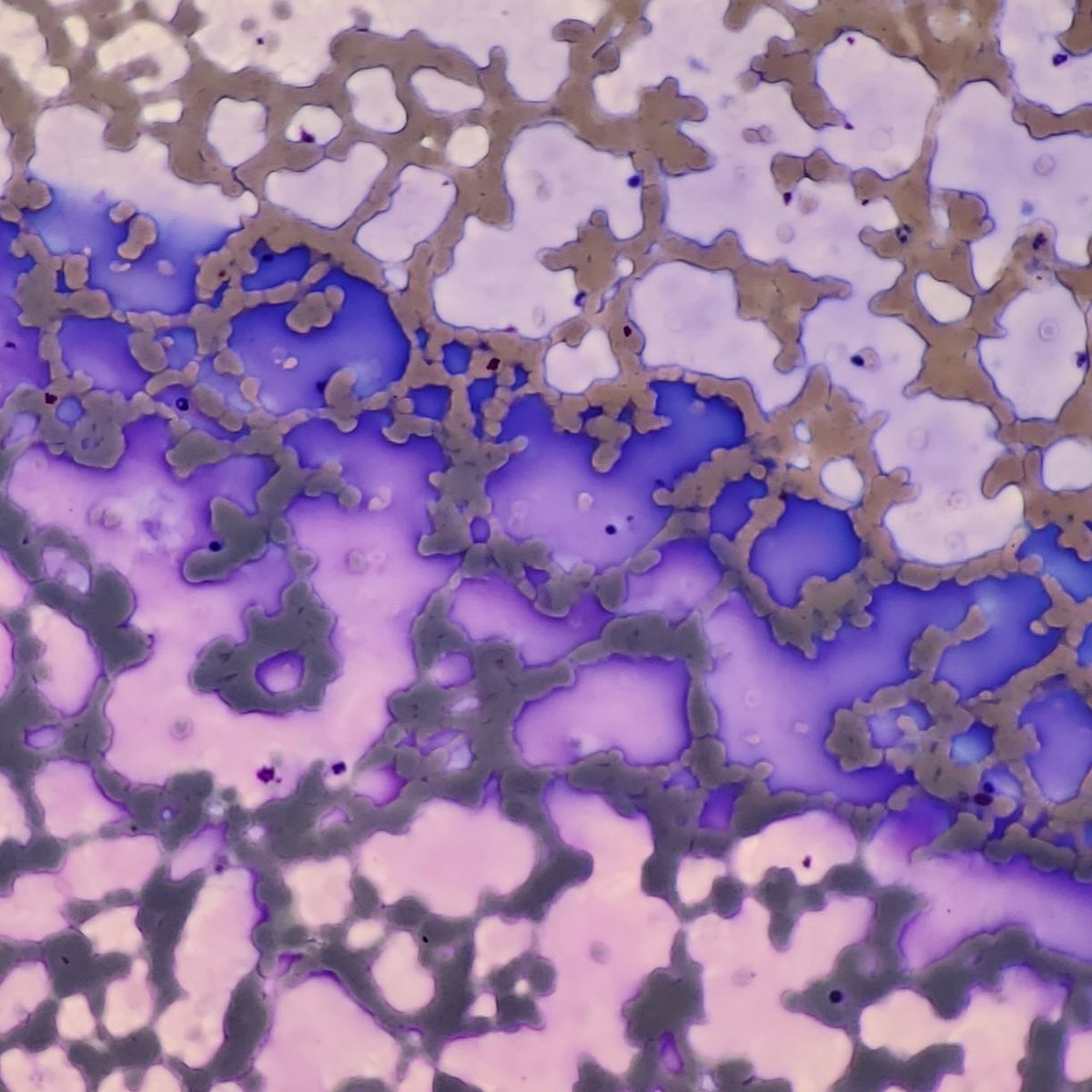CytotechSteph tweet picture