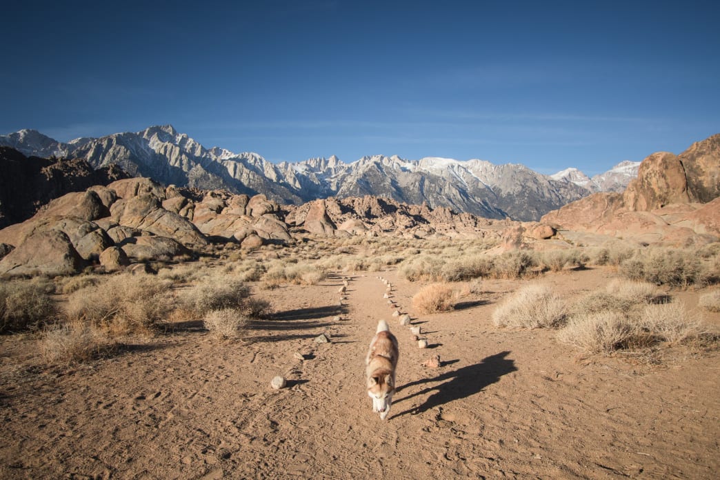 Hitting the trails with your dog means added responsibility. These six tips for trail running with your dog are a great way to prepare for many happy miles roaming the wilderness together. https://t.co/PdiFa2oLuH https://t.co/ZpY6aiU6bm