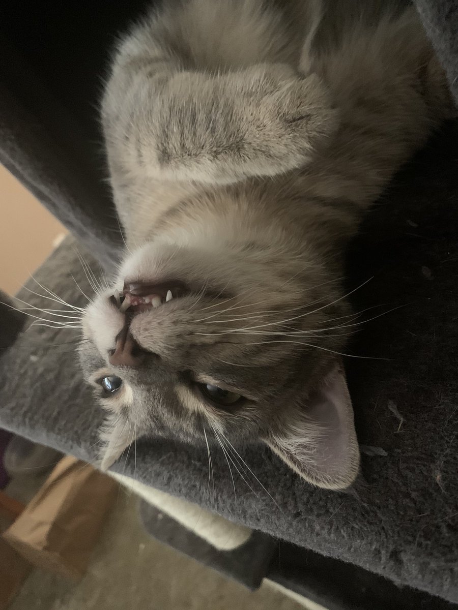 GuillotineMarie's tweet photo. Teef https://t.co/snekYDiEtm