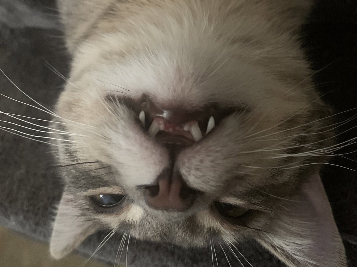 GuillotineMarie's tweet photo. Teef https://t.co/snekYDiEtm