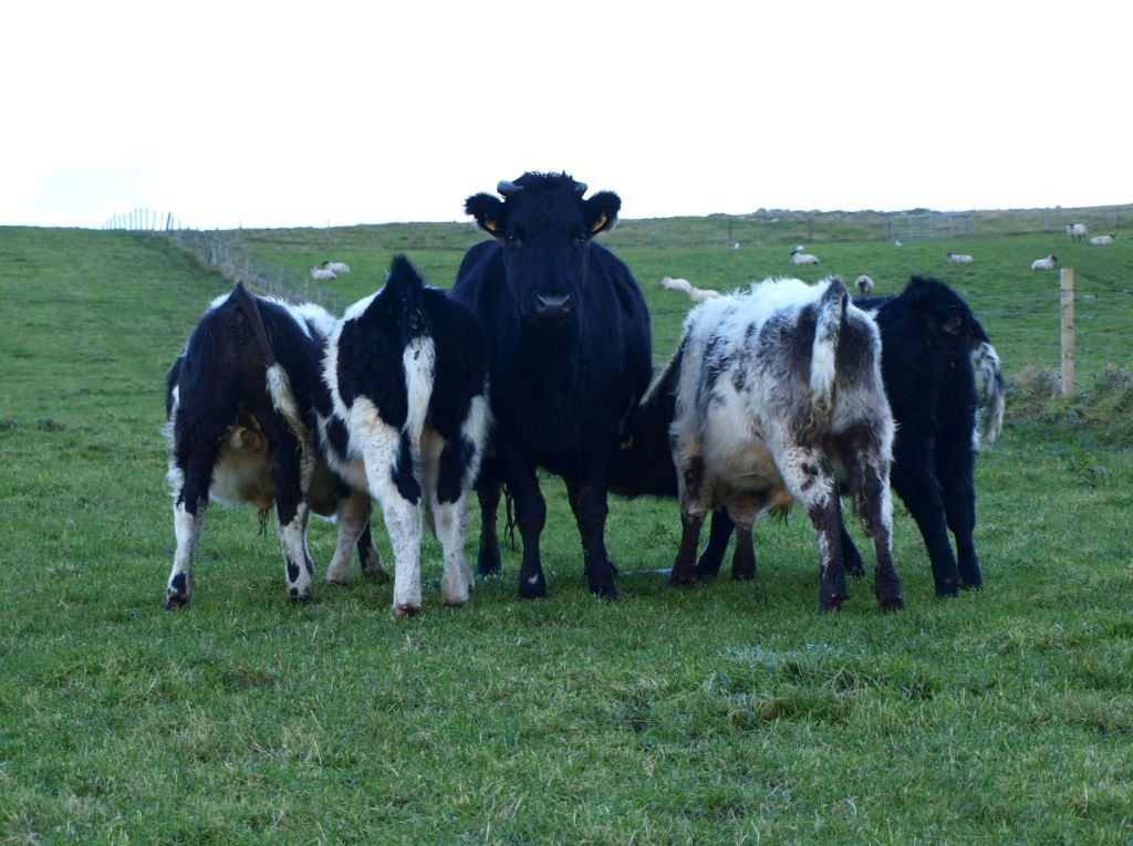 SmallholdersUK's tweet photo. #Multisuckling #shetlandcattle β maternal and milky. #regenerativefarming #nativebreed https://t.co/SzC37pf3AD