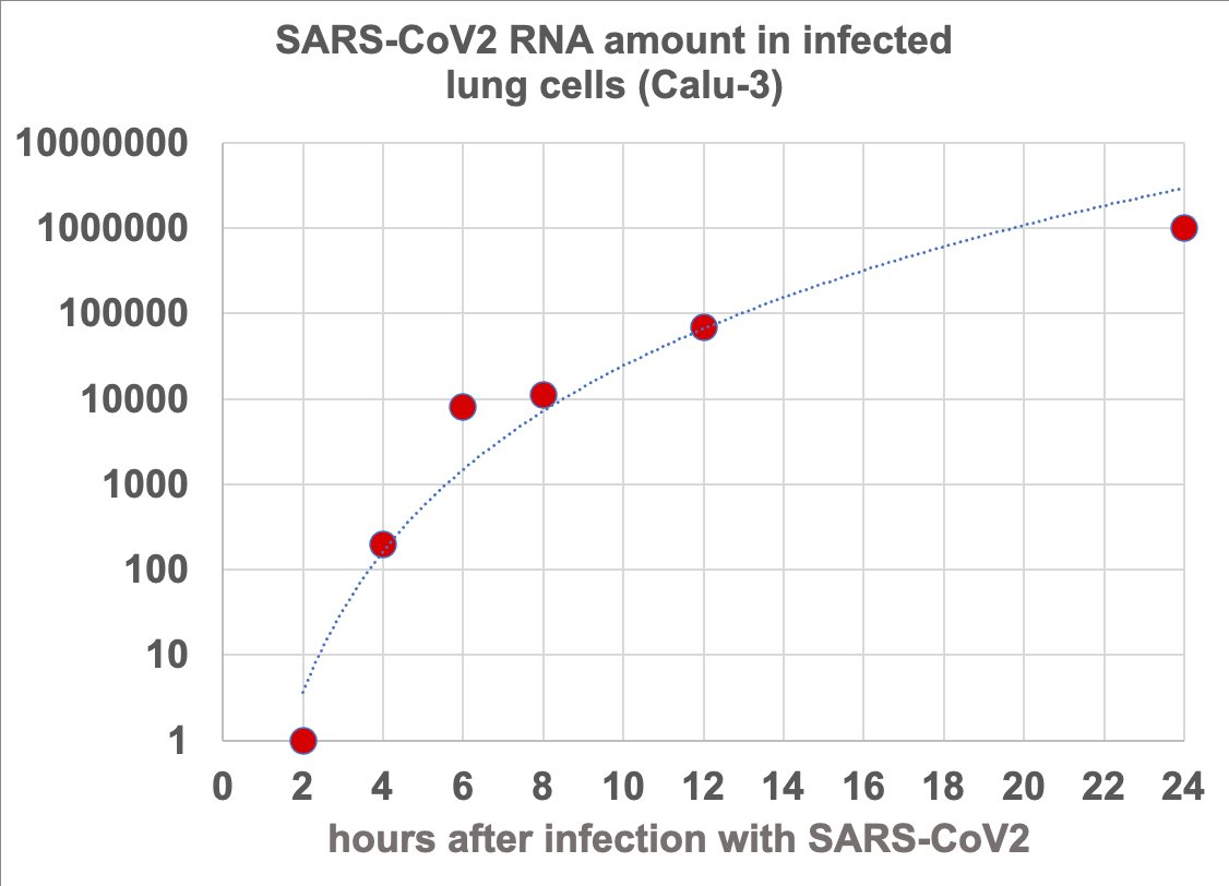 9/ This extreme multiplication can also be found with other detection methods. By RT-PCR the amount of virus genomes in the cells can be measured / "counted". In the beginning (2h) the added inoculum is measured, but already 2 hours later the number has increased a hundredfold!