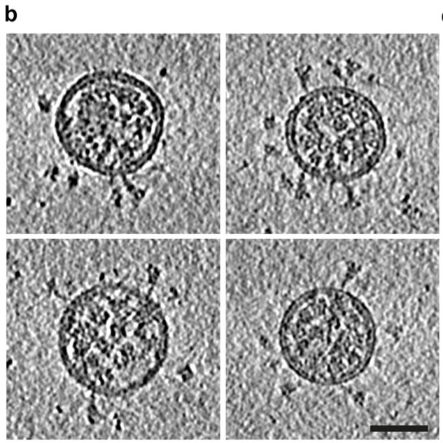 15/ ... in the group of Prof.  #Bartenschlager  @UniHeidelberg together with  @BriggsGroup  @embl. On the pictures below you can see the round virus envelope, inside the RNA genome ("knobs“), and on the outside the notorious spike protein by which the virus enters the cell.