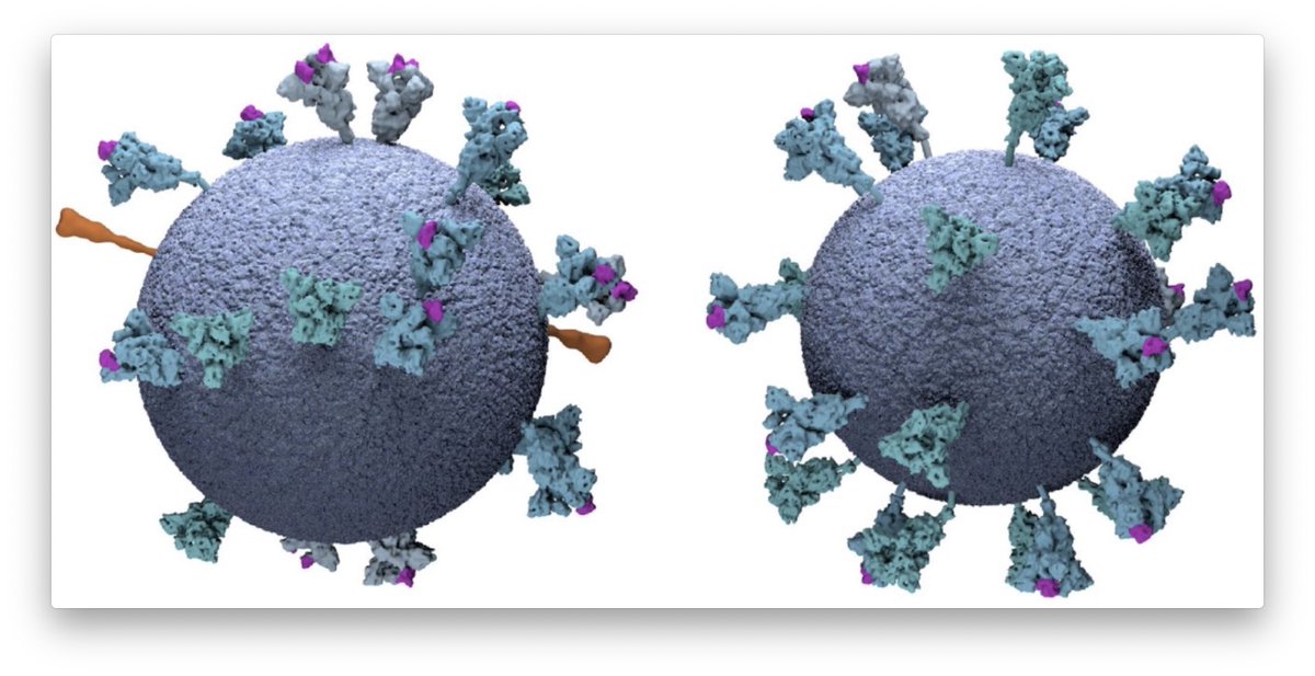 16/ By capturing  #virus particles from many different angles and with lots of computer power, you can even create detailed 3D views that provide details almost down to the single atom level! You can even look inside the virus and see...