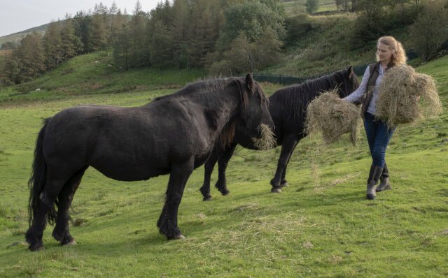 FarmingLakes's tweet photo. If any owners of 2 or more Fell ponies in @lakedistrictnpa could contact me (andrea.meanwell@lakedistrict.gov.uk) I have a survey that it would be helpful if you could complete. Thank you @heritage_fell @bb_fellponies https://t.co/4wafB5L7FU
