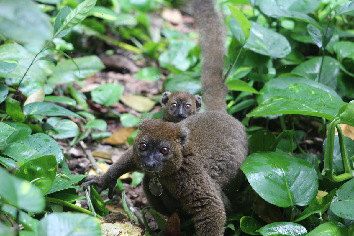MBPartnership's tweet photo. #SimusSays "Plant Tree Conserve Our Home"
6 communities which co-exist with greater bamboo lemurs (Prolemur simus) planted 10,500 #trees to protect their home. September is the start of baby season!#reforestation @OmahaZoo @arborday @SpeciesSavers @Global_Wildlife @ConservFusion https://t.co/Y5LDVwUhAY