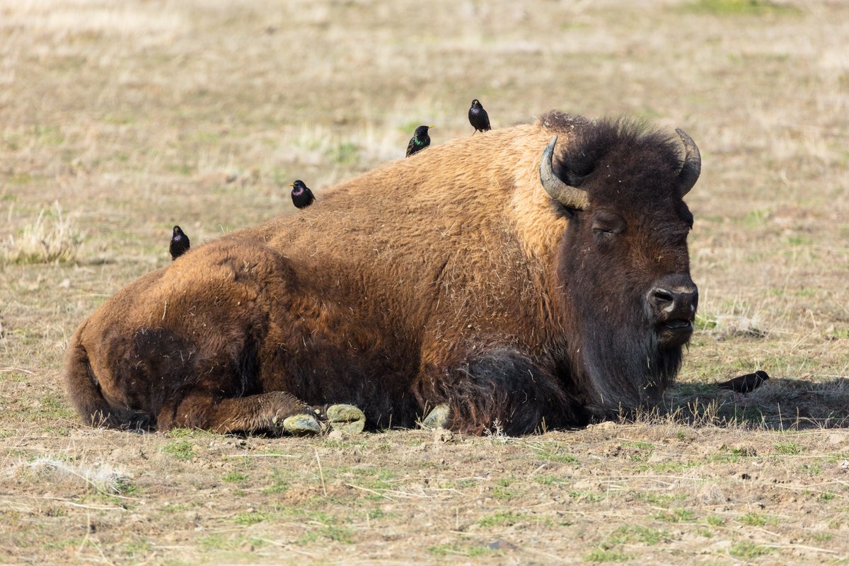 'Put a bird on it!' - Bryce Shivers and Lisa Eversman

Here, we see a bison wearing this season's hottest accessory while basking in the sun.

#NYFW #NPSFW #FedFashionWeek